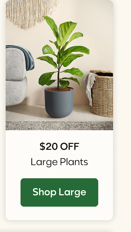 $20 OFF