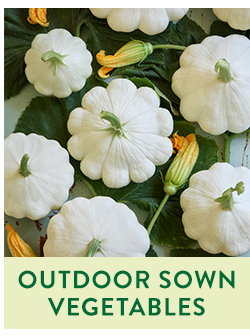 Direct Sow Vegetable Seeds