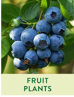 Fruit and Berry Plants