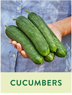 Cucumber Seeds