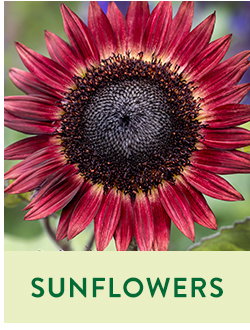 Sunflower Seeds