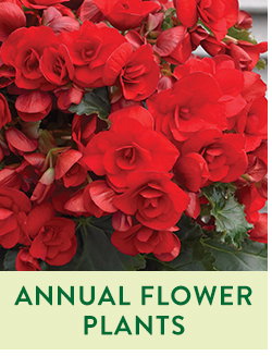 Annual Flower Plants