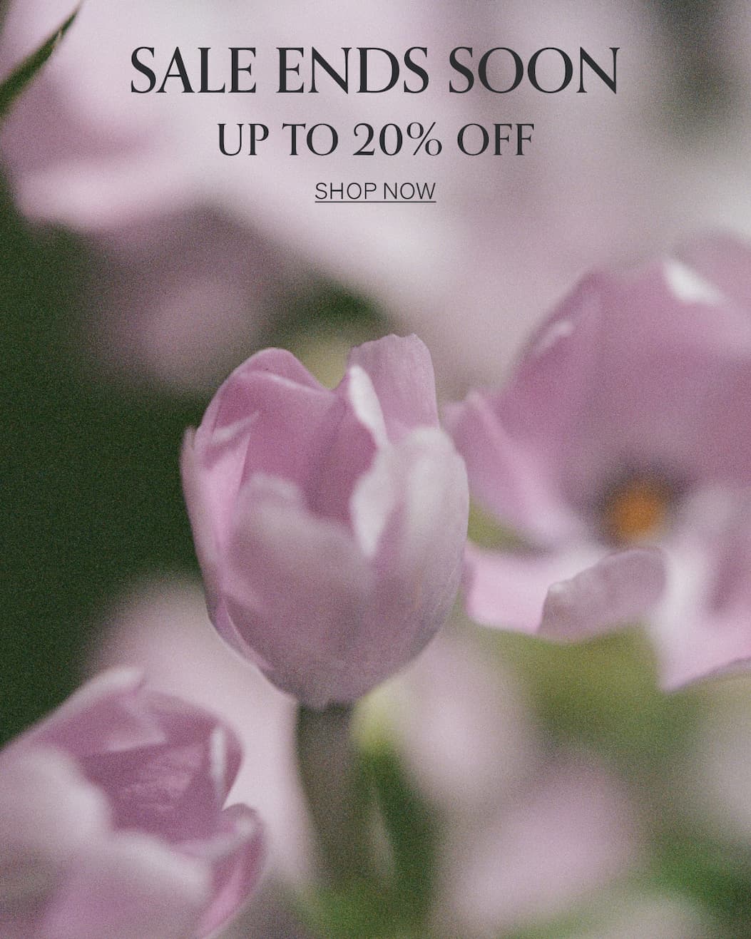 Memorial Day Sale | [SHOP NOW]