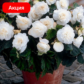 Карточка (5).png