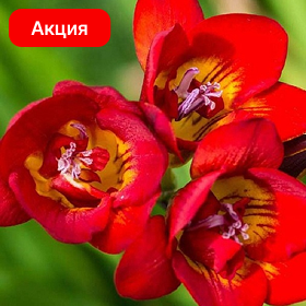 Карточка (6).png