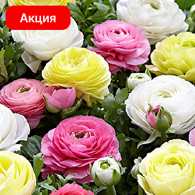 Карточка (12).png