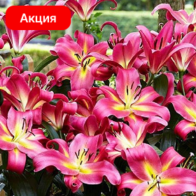 Карточка (10).png