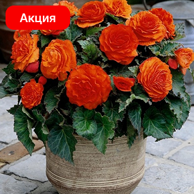 Карточка (4).png