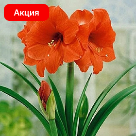 Карточка (18).png
