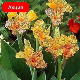 Карточка (14).png