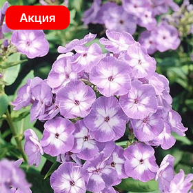 Карточка (1).png