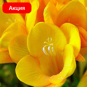 Карточка (7).png