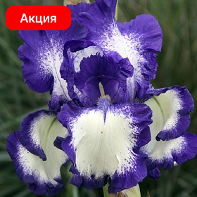 Карточка (17).png