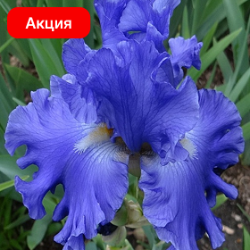 Карточка (16).png