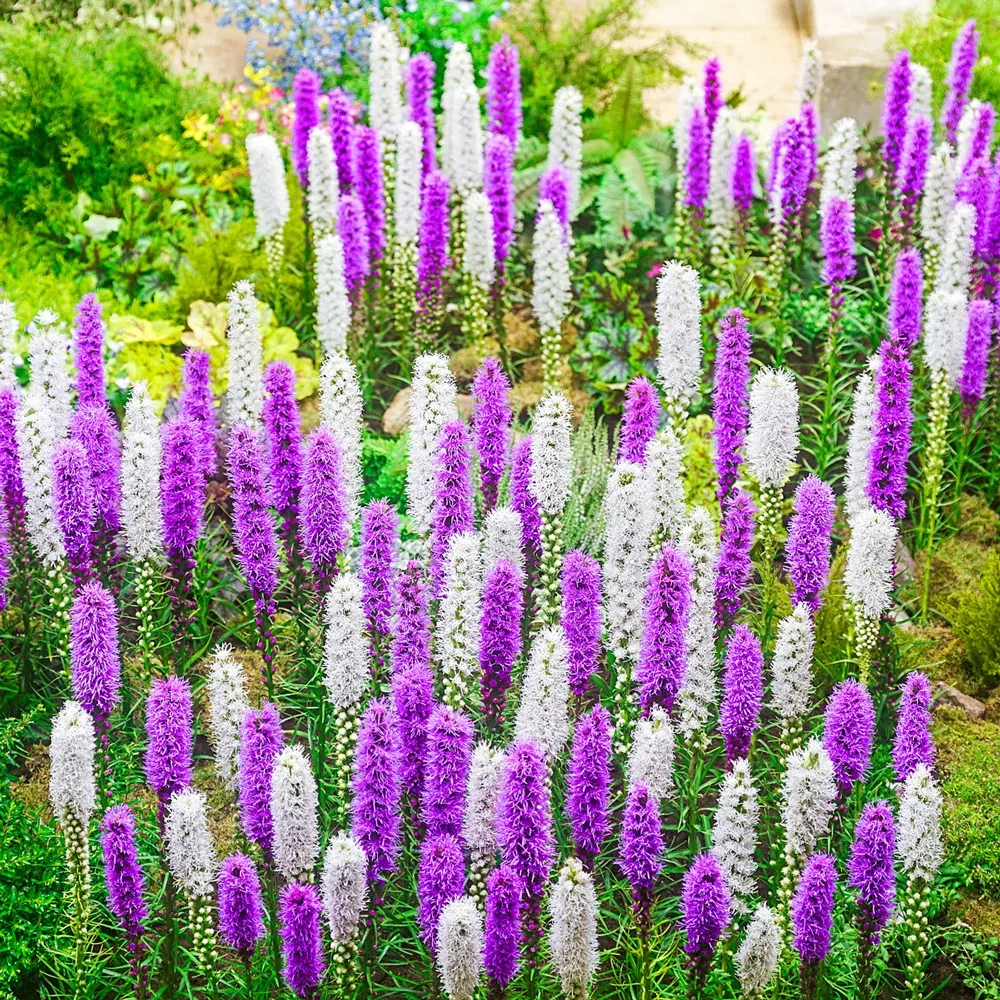 Liatris Mixture