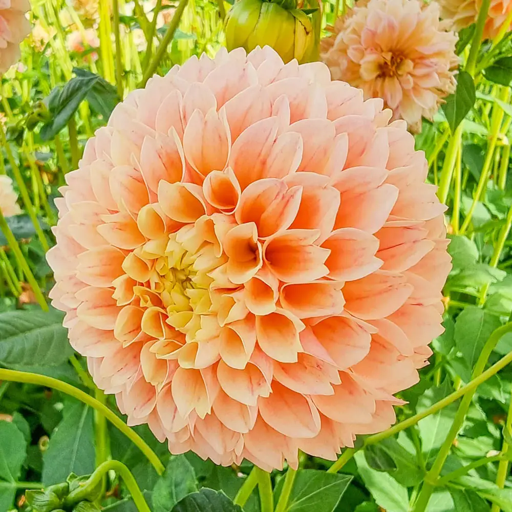 Giant Ball Dahlia Sweet Suzanne