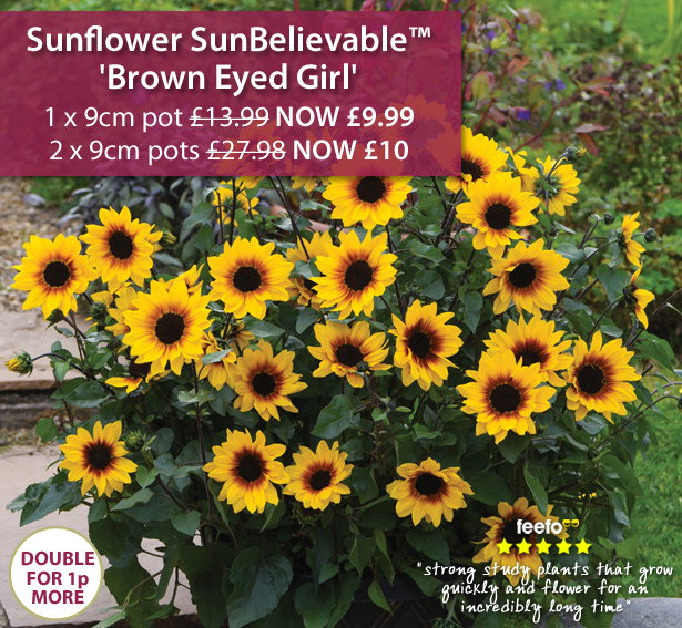 Sunflower SunBelievable™ 'Brown Eyed Girl'