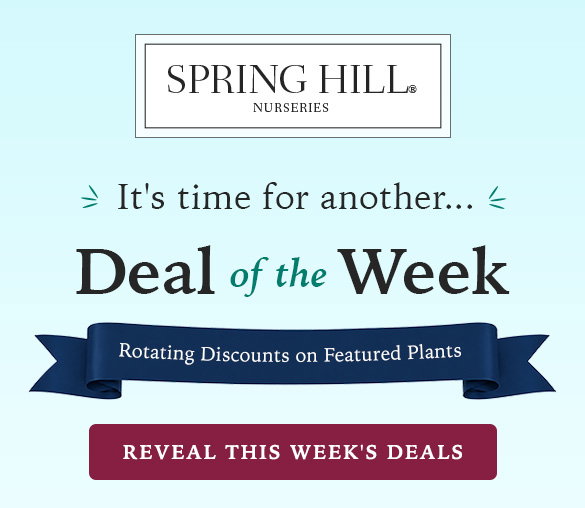 Deal of the Week
