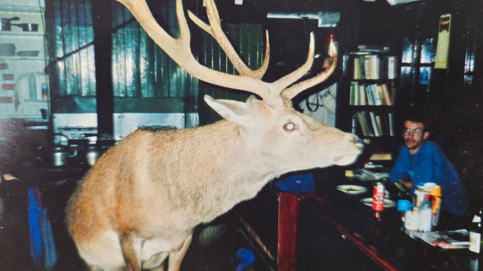 A large stag stands at a bar inside a youth hostel with a man in a blue jumper sitting across from it.
