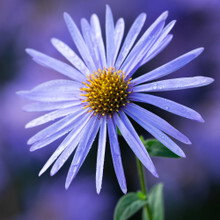 Aster x frikartii ‘Mönch’