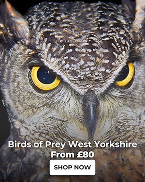 Birds of Prey West Yorkshire