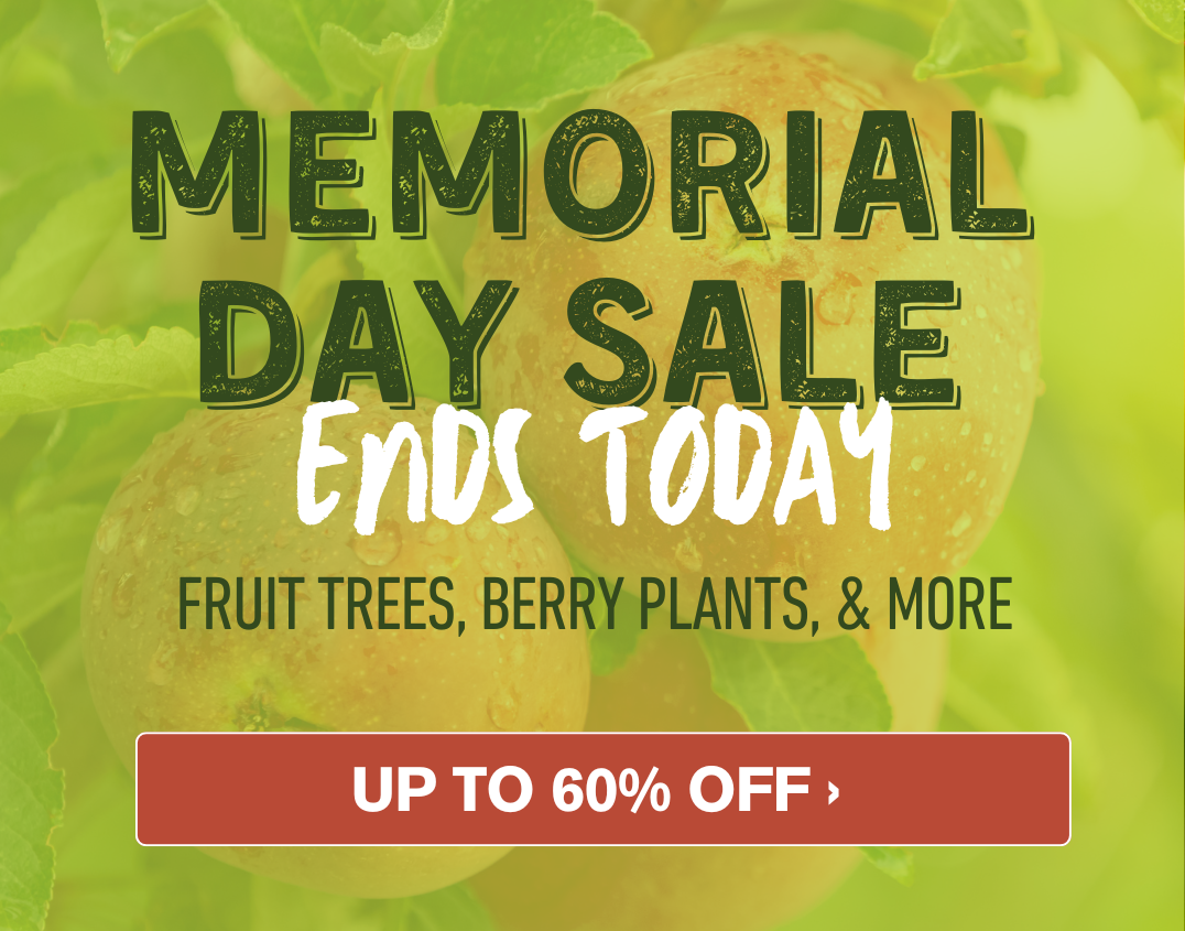 Memorial Day Sale Ends Today