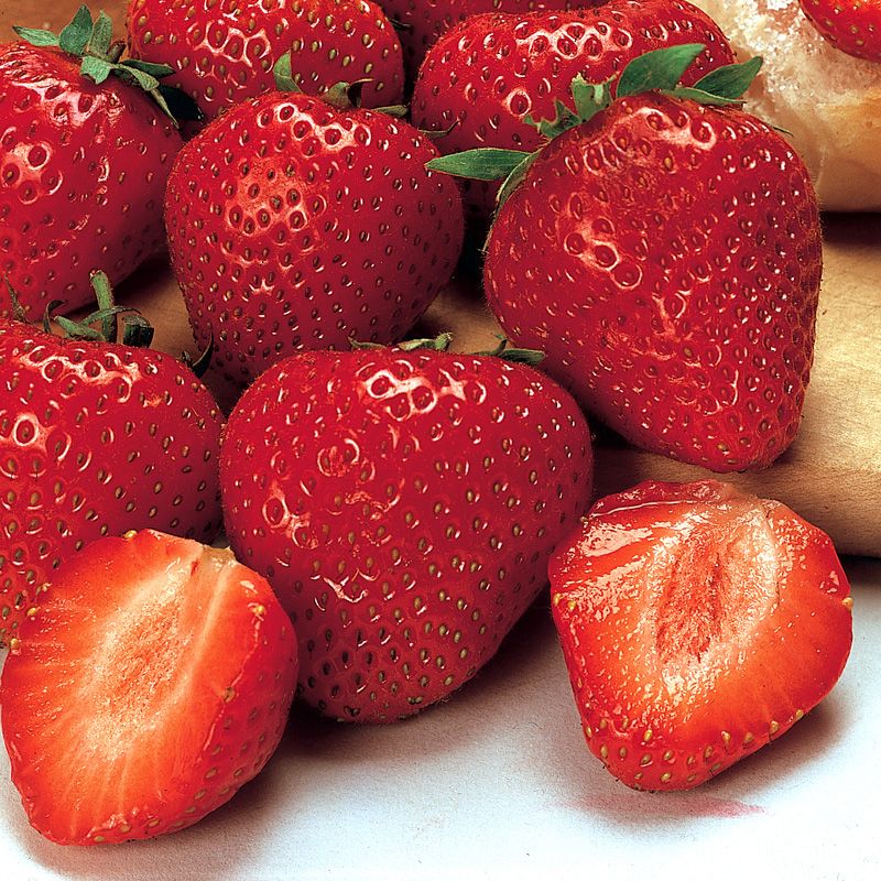 Image of Berry Plants