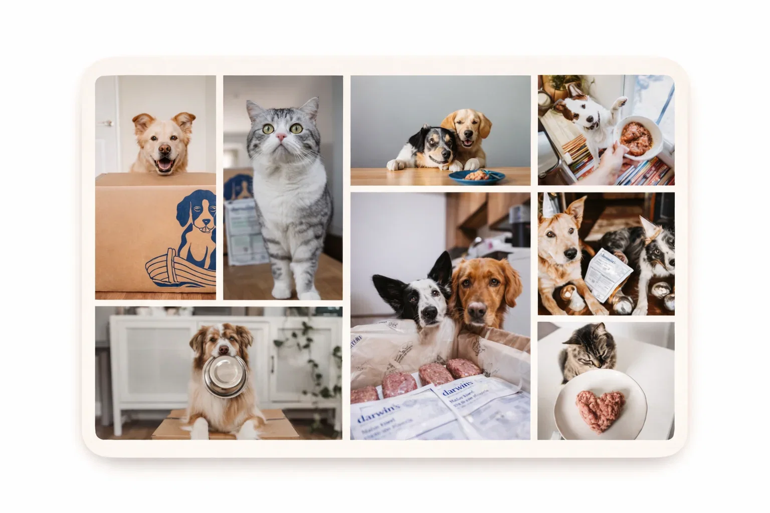 Healthy pets with Darwin's