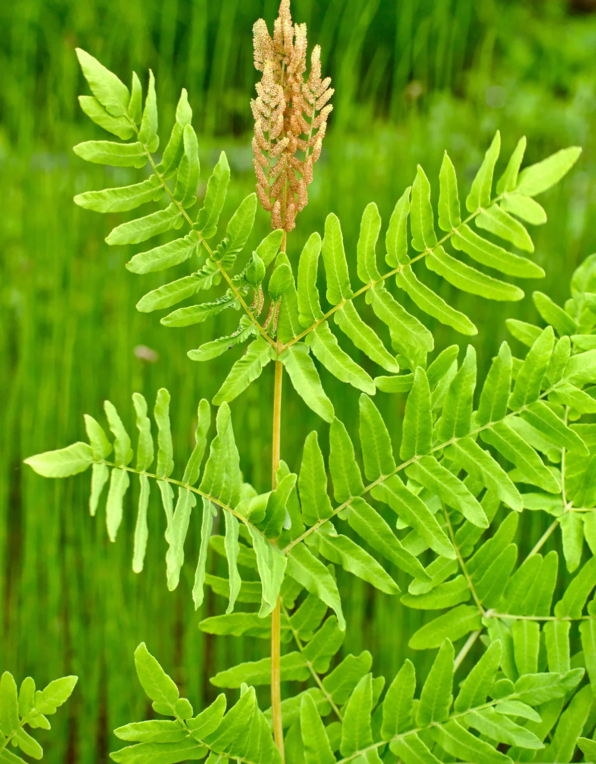 Image of Royal Fern - 3 root divisions