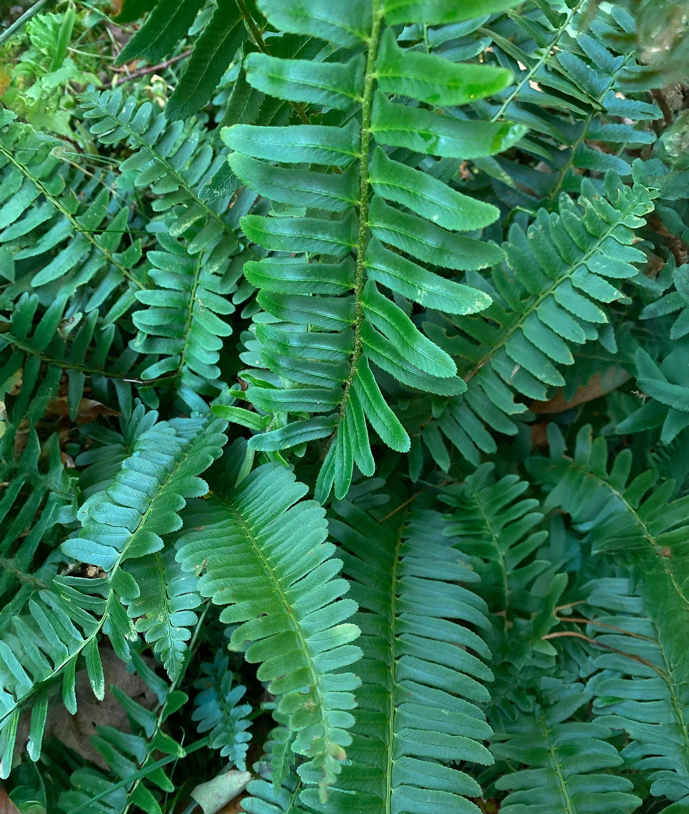 Image of Christmas Fern - 3 root divisions