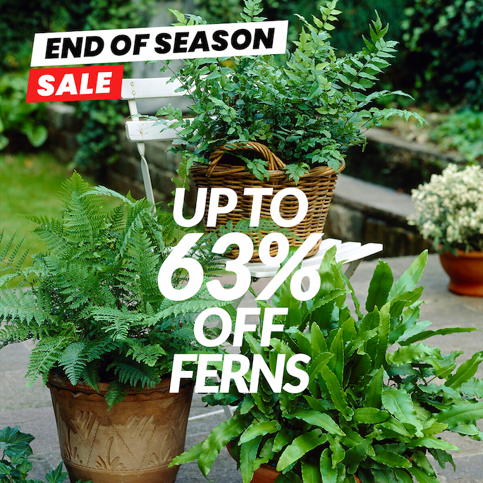 Ferns: Up to 63% off