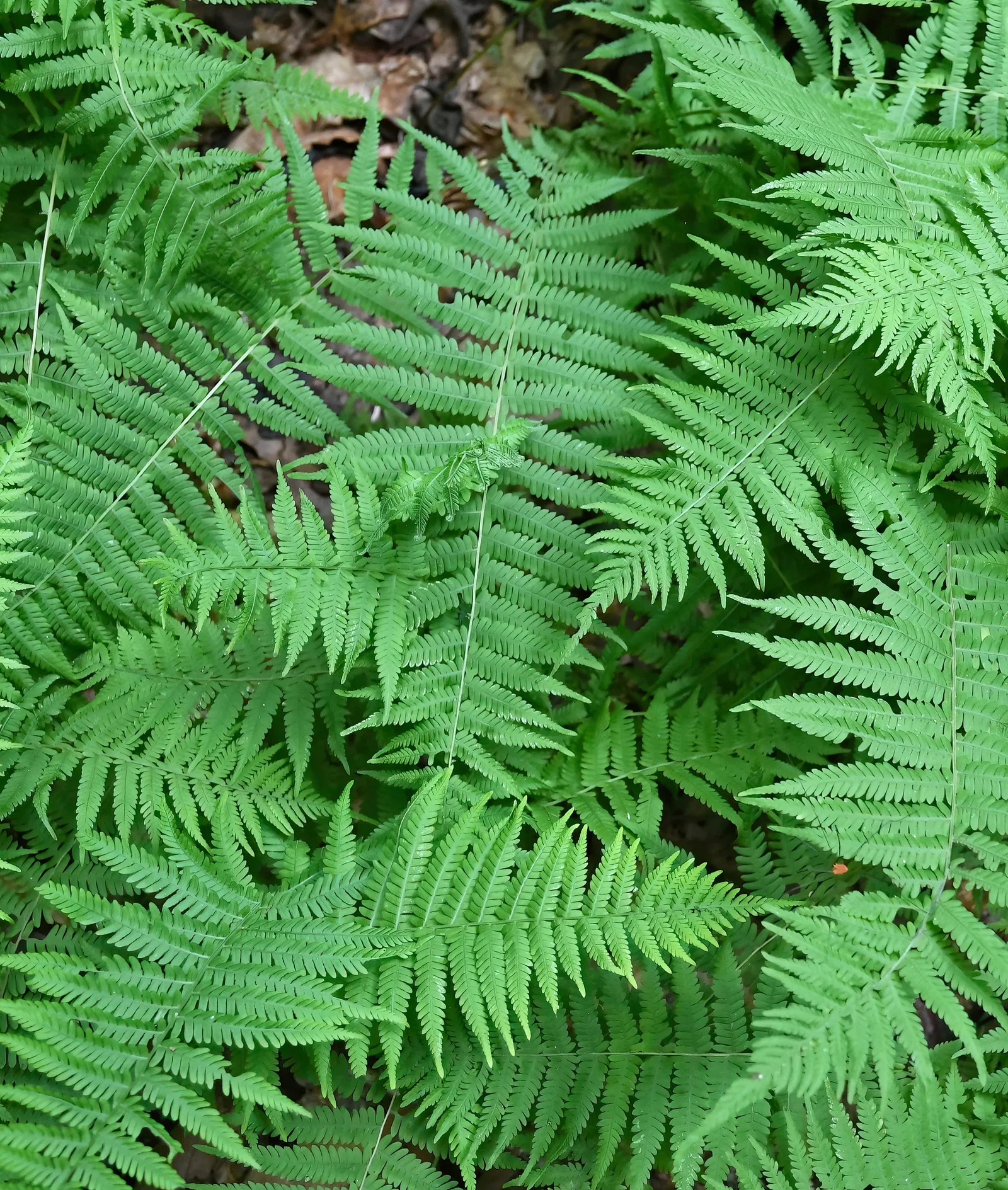 Image of New York Fern - 3 root divisions