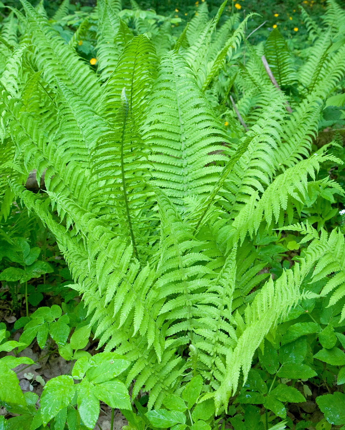 Image of Lady Fern - 3 root divisions
