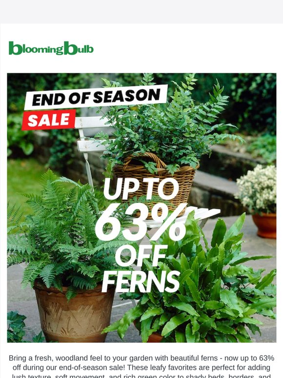 End-of-Season Fern Sale: Save Up to 63%