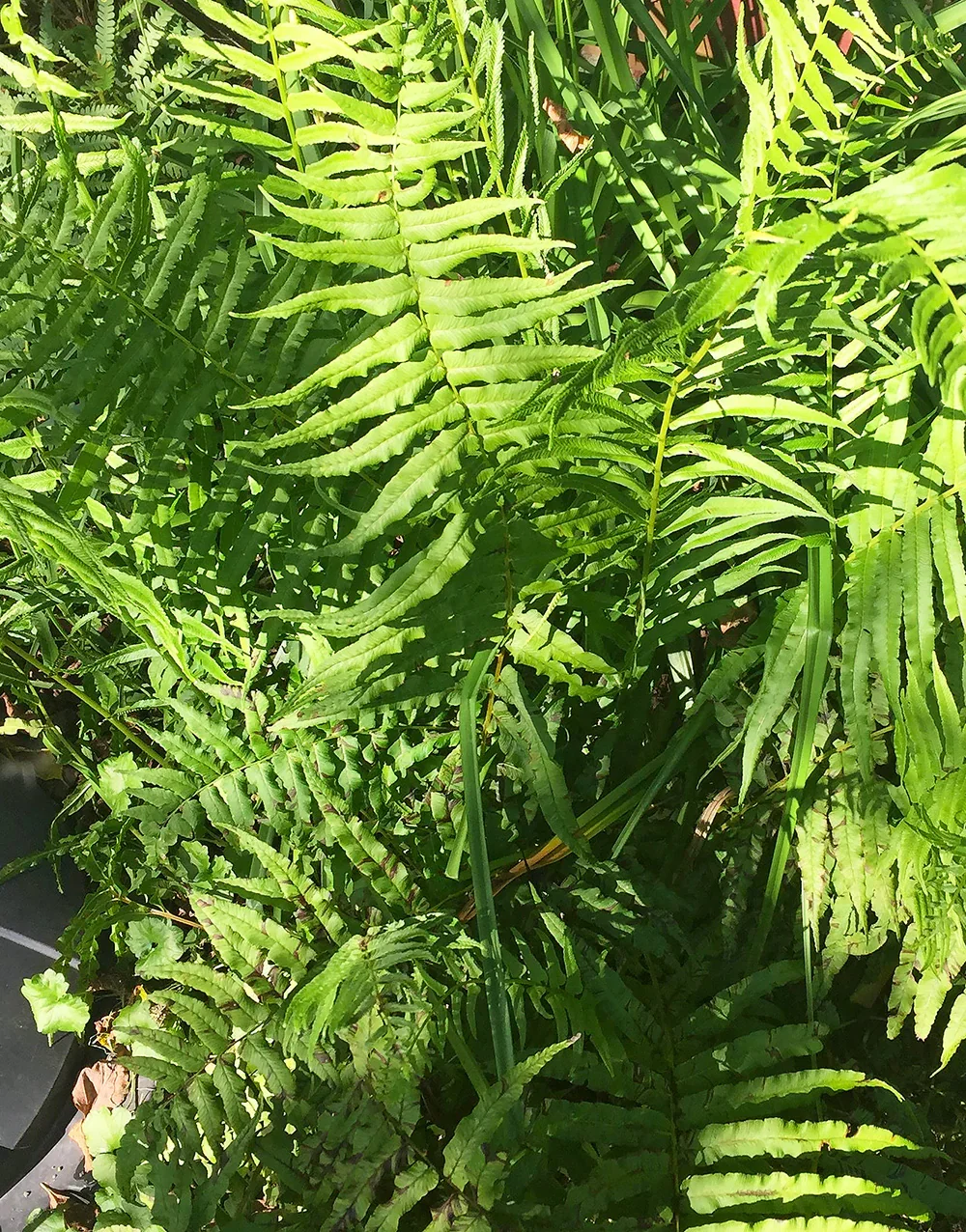 Image of Leatherwood Fern - 3 root divisions