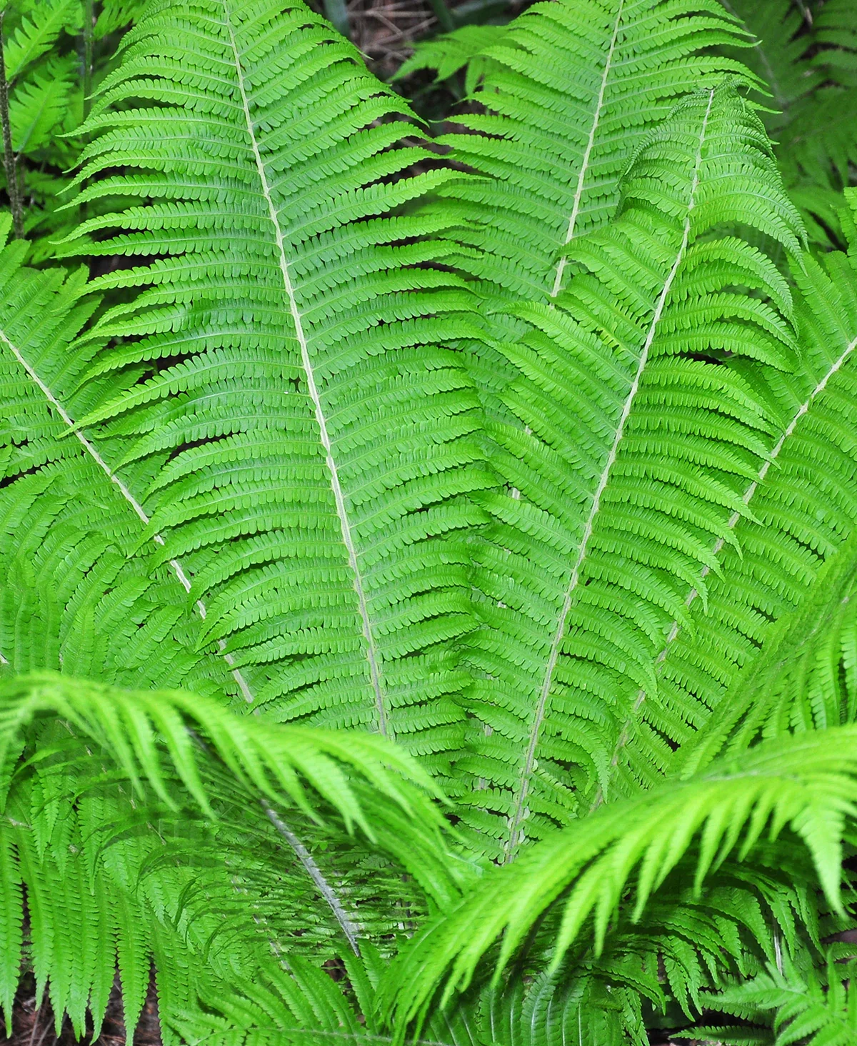 Image of Ostrich Fern - 3 root divisions