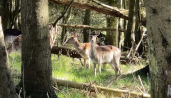 Haderslev Dyrehave