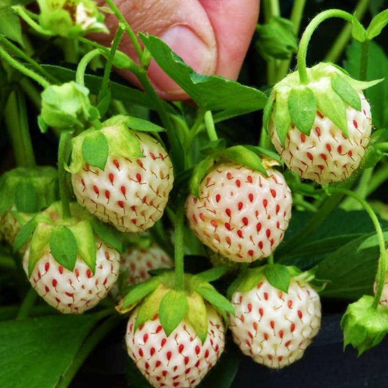 Image of Pineberry Strawberry Plant