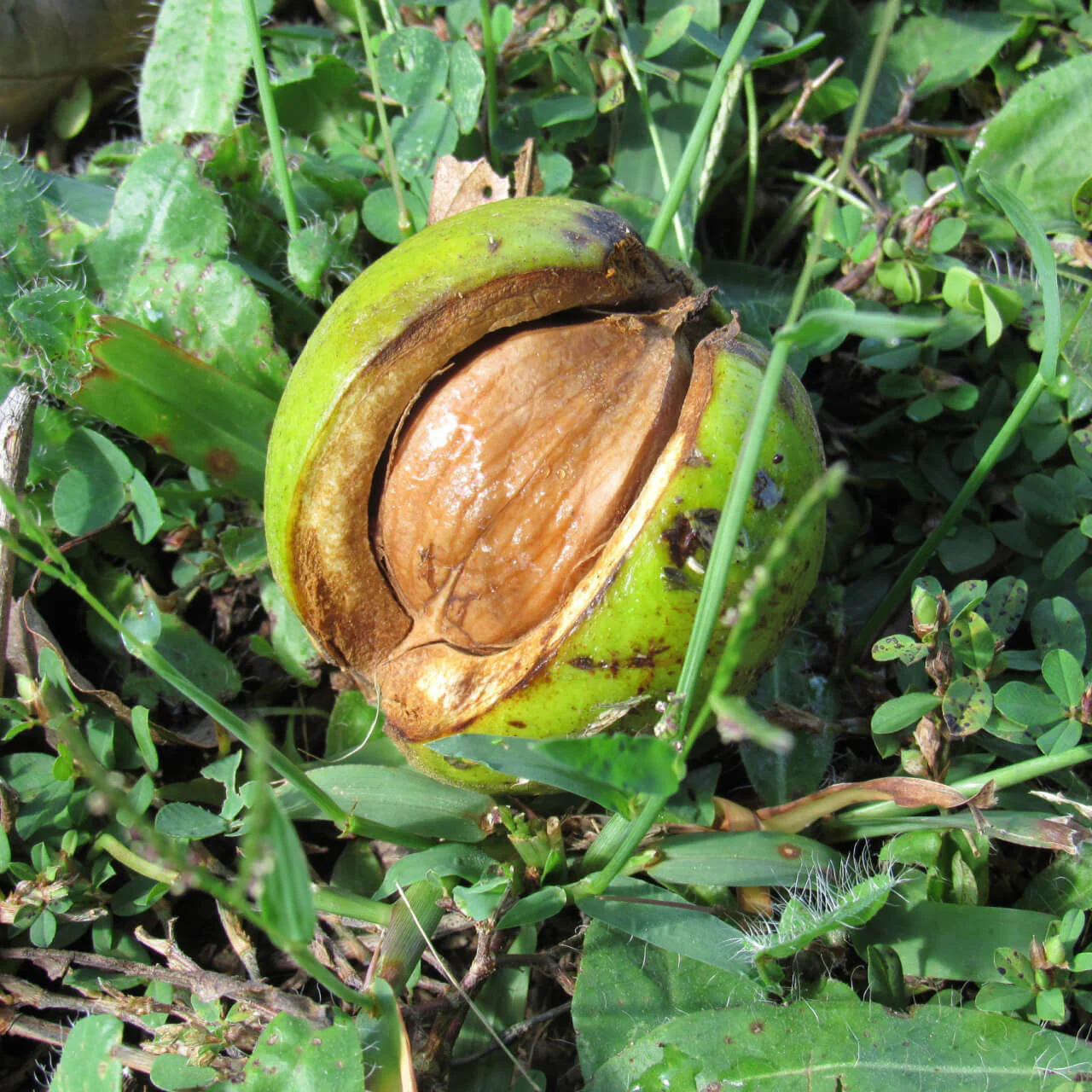 Image of Hickory Tree