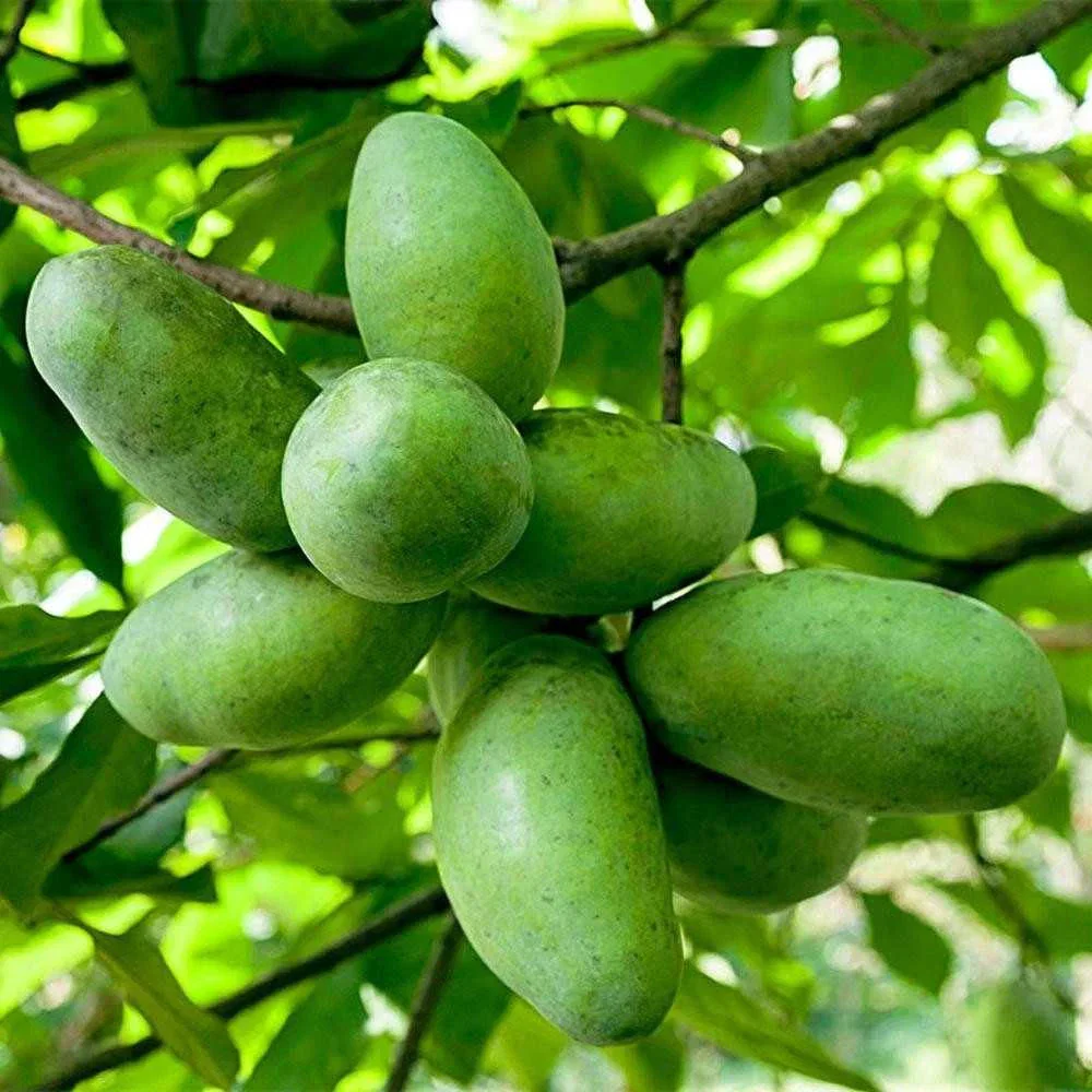 Image of Pawpaw Tree