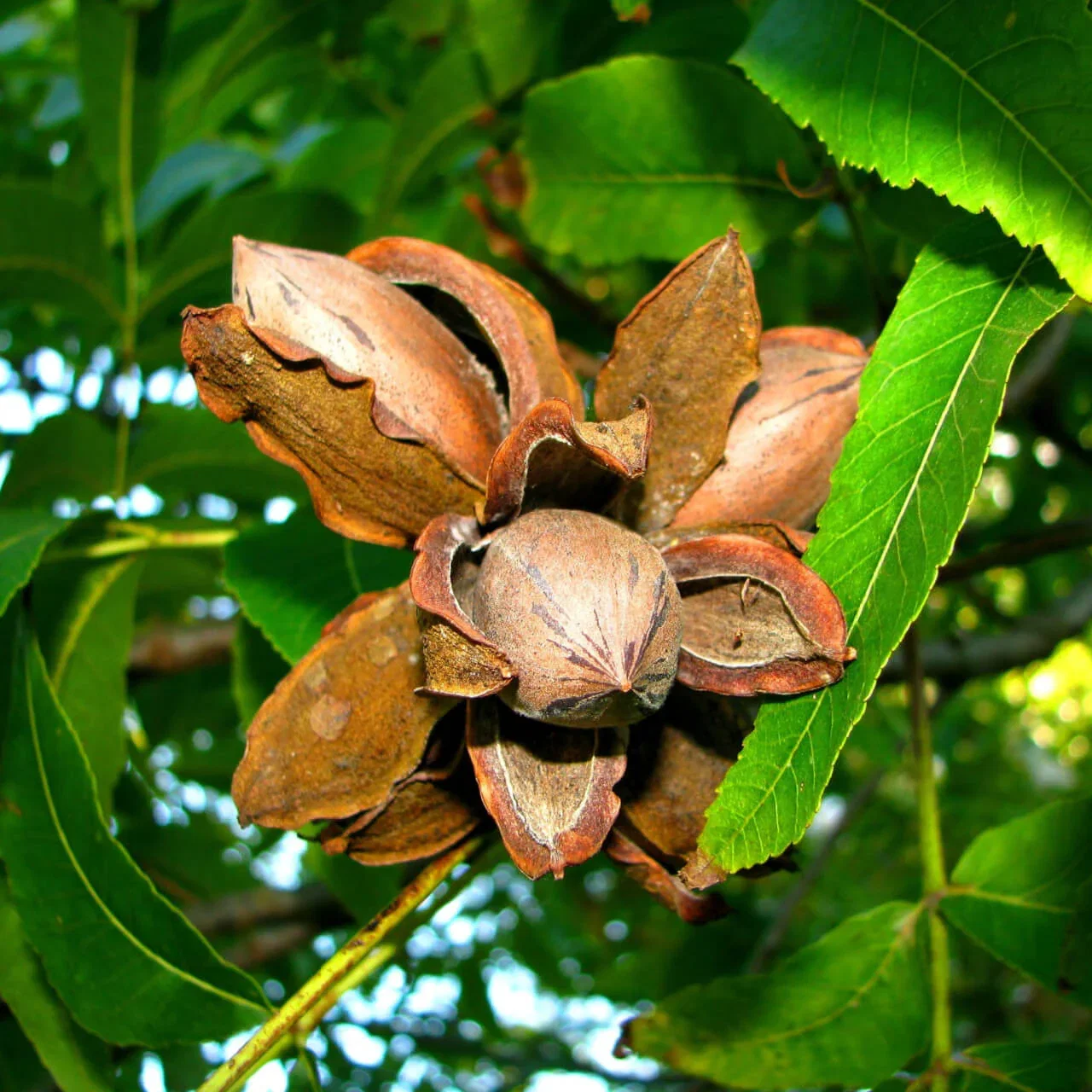 Image of Pecan Tree