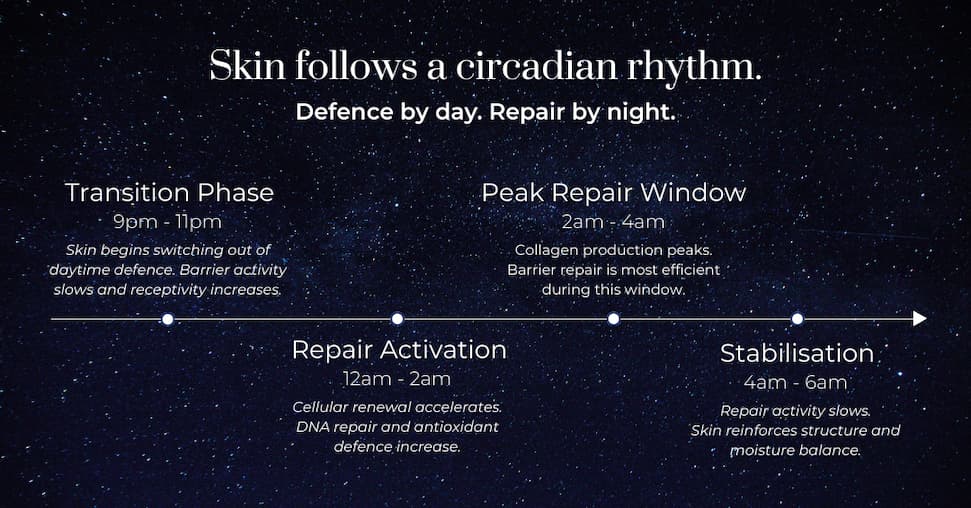 Skin follows a circadian rhythm. Defence by day, repair by night. Transition phase: 9pm - 11pm. Skin begins switching out of daytime defence. Barrier activity slows and receptivity increases. Peak repair window 2am-4am: collagen productions peaks. Barrier repair is most efficient during this window. Repair activation 12am-2am: cellular renewal accelerates DNA repair and antioxidant defence increase. Stabilisation 4am-6am: repair activity slows. Skin reinforces structure and moisture balance. 