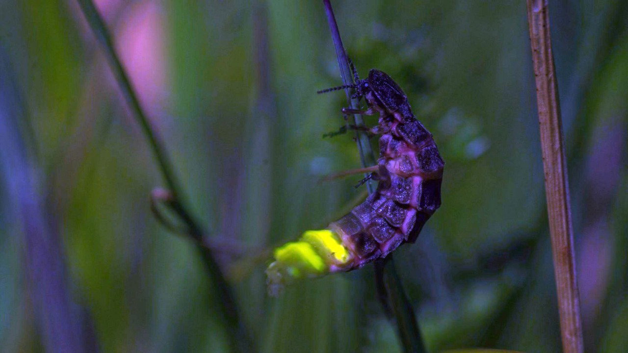 A close-up shows a glow worm clings to a shard of grass. Its tail is illuminated bright green/yellow and its segmented bosy looks purple and bioluminscent.
