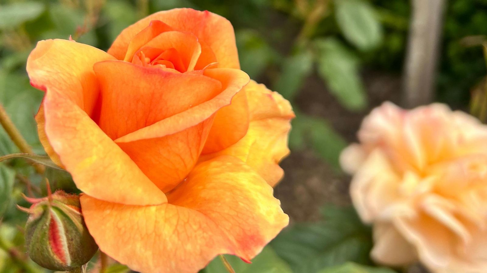 A yellow rose flowering on a rose bush is pictured close-up in full bloom, with orange undertones.