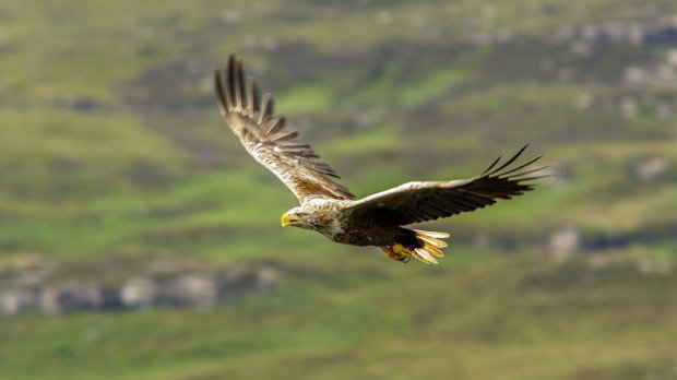 A white-tailed eagle is flying above heathland in Mull Island, Scotland in 2017. It has brown body with a pale head, a grey neck and white tail feathers. Its broad wings are open wide. Its chunky beak is yellow.