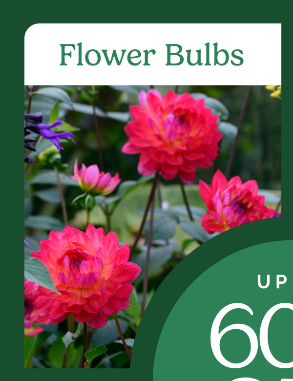 Flower Bulbs
