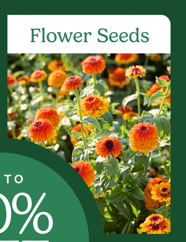 Flower Seeds