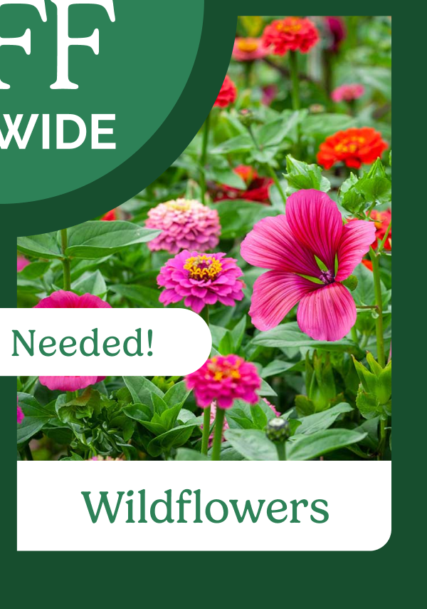 Wildflowers