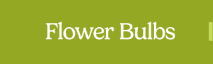 Flower Bulbs