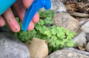 Spray this all over your weeds to kill them instantly